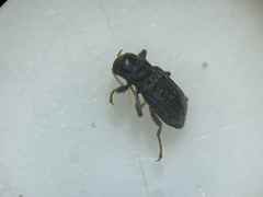 Microcylloepus