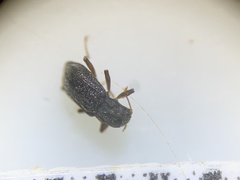 Microcylloepus