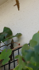 Elgaria multicarinata