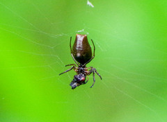 Micrathena pupa