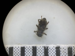 Microcylloepus