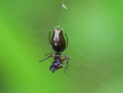 Micrathena pupa