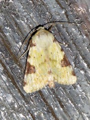 Heliothis flavirufa