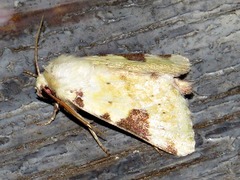 Heliothis flavirufa