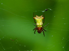Micrathena gaujoni