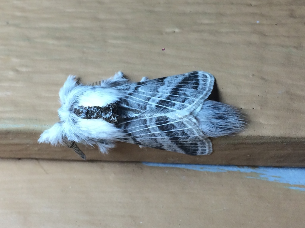 Tolype distincta