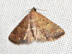 Cerynea thermesialis