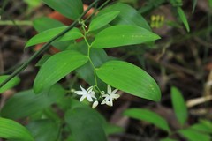 Geitonoplesium cymosum