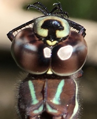 Aeshna walkeri