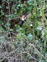 Symphoricarpos albus
