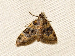 Piercia perizomoides