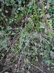 Symphoricarpos albus