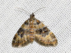 Piercia perizomoides