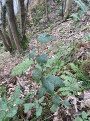 Teucrium scorodonia