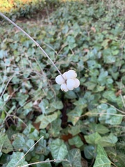 Symphoricarpos albus
