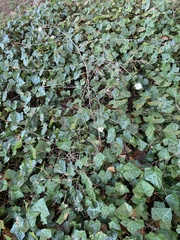 Symphoricarpos albus