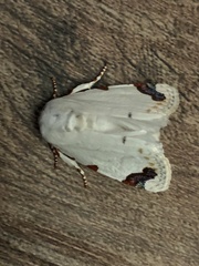 Chasmina pulchra