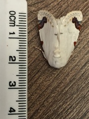 Chasmina pulchra