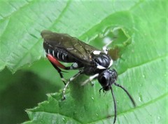 Macrophya punctumalbum