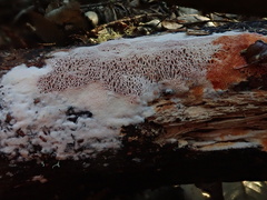 Ceriporia purpurea
