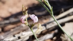 Astragalus ceramicus