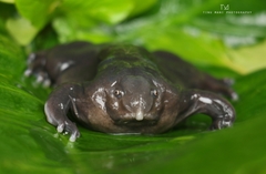 Purple Frog photo 2