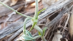Astragalus ceramicus