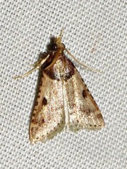 Loryma basalis