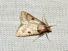Loryma basalis