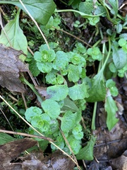 Chrysosplenium oppositifolium