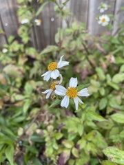 Bidens alba