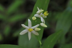 Geitonoplesium cymosum