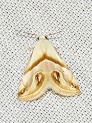 Eublemma cochylioides