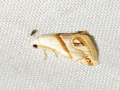 Eublemma cochylioides