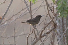 Cinnyris erythrocercus