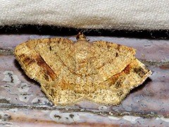 Chiasmia trizonaria