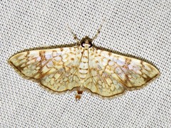 Haritalodes