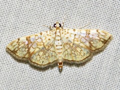 Haritalodes