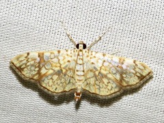 Haritalodes
