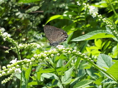 Anthene emolus goberus