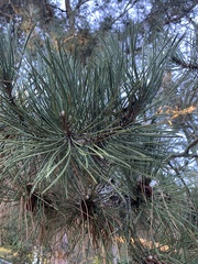Pinus