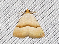 Eublemma mesophaea