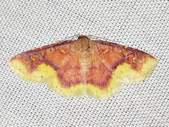 Syngatha latiflavaria