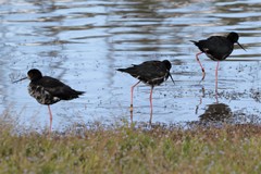 Himantopus novaezelandiae