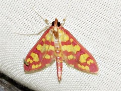 Stenochora lancinalis