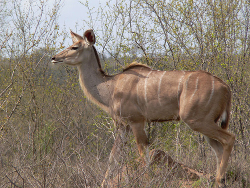 Greater Kudu