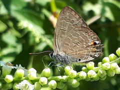 Anthene emolus goberus