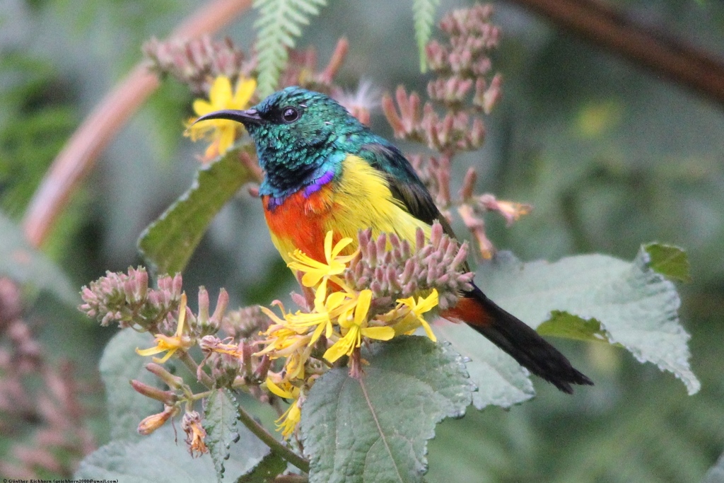 Regal Sunbird (Cinnyris regius) photo