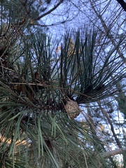 Pinus