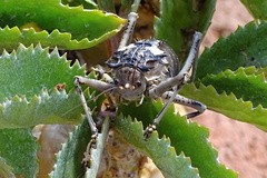 Acanthoproctus cervinus